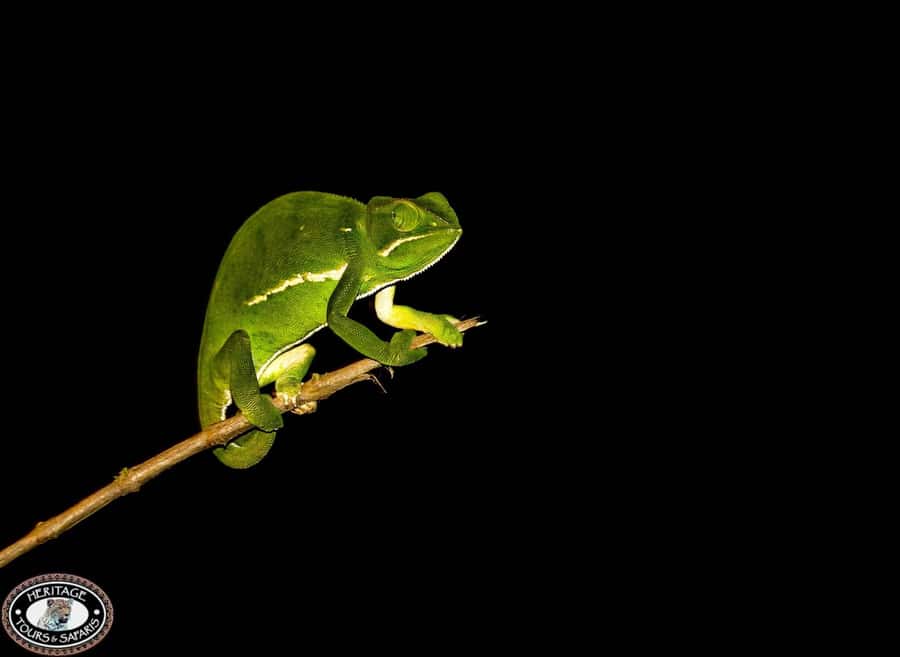 From St Lucia: iSimangaliso Wetland Park Night Drive Safari - Weather can change the entire evening