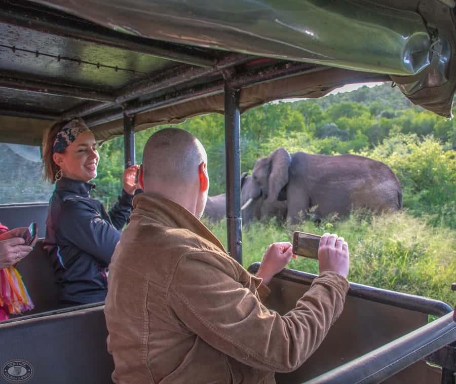 From St Lucia: iSimangaliso Wetland Park Night Drive Safari - What $46 per person buys you