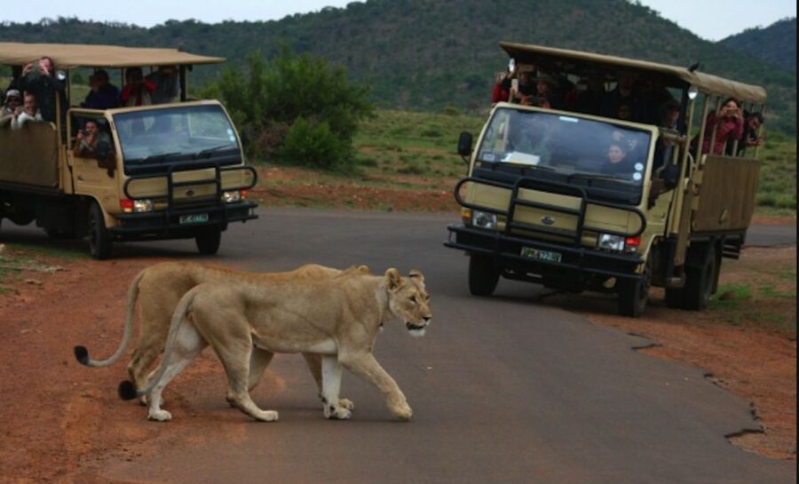 From Sun City: Pilanesberg National Park 3-Hour Game Drive - Key points to know before you go