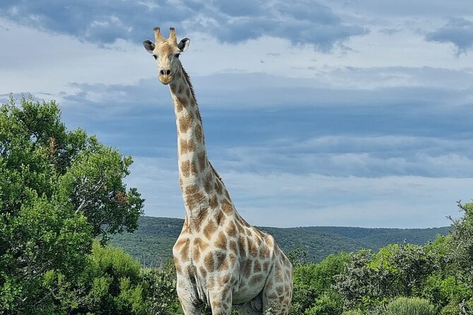 Full-Day Addo Elephant Park & Giraffe Walk - Why Addo Elephant Park makes this a strong day trip
