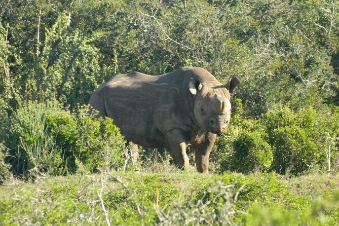 Full-Day Addo Elephant Park & Giraffe Walk - Pickup, timing, and cruise-port planning