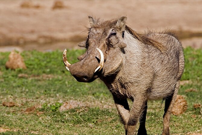 Full-Day Addo Elephant Park & Giraffe Walk - Elephants, zebra, and birds on a natural schedule