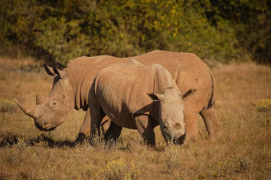 Full-Day Addo Park & Schotia Game Reserve (Open 4x4 vehicle) - Key points to know before booking