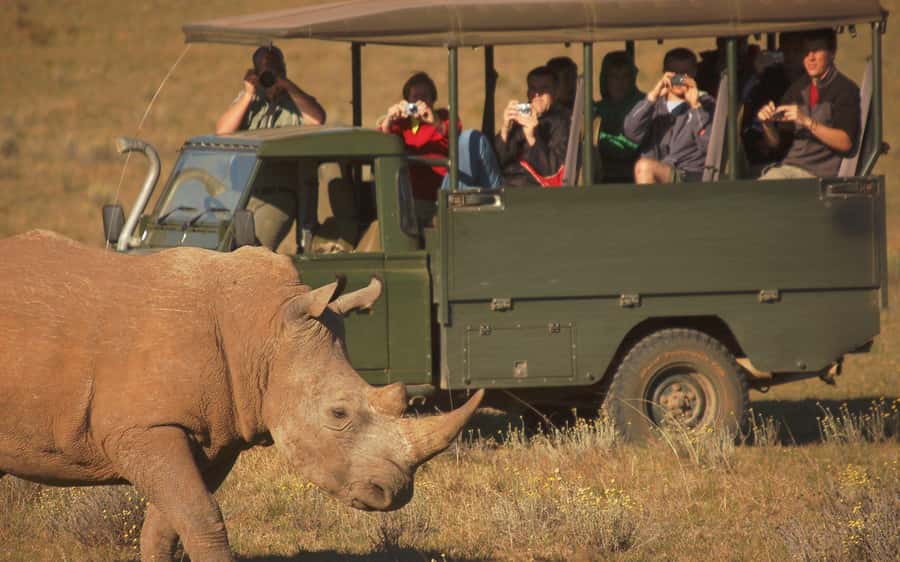 Full-Day Addo Park & Schotia Game Reserve (Open 4x4 vehicle) - Four hours searching Addo Elephant National Park