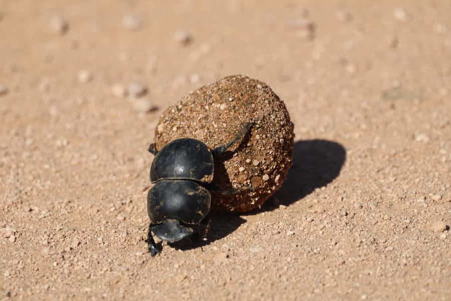 Full-Day Addo Park & Schotia Game Reserve (Open 4x4 vehicle) - The Addo lunch stop and the day’s only long break