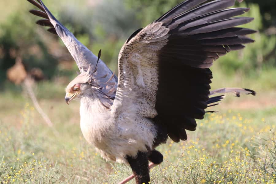 Full-Day Addo Park & Schotia Game Reserve (Open 4x4 vehicle) - What the guide adds to the wildlife search