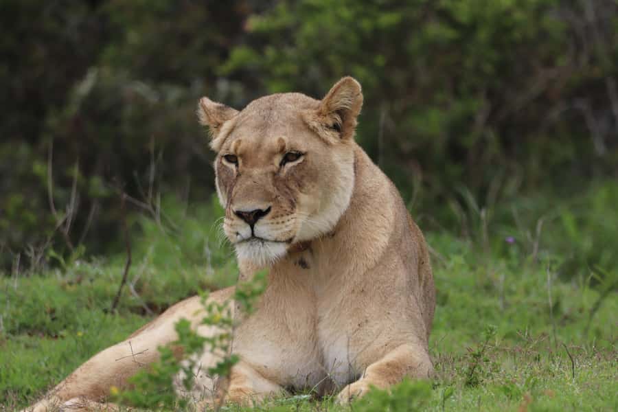Full-Day Addo Park & Schotia Game Reserve (Open 4x4 vehicle) - A full day, with a price to match
