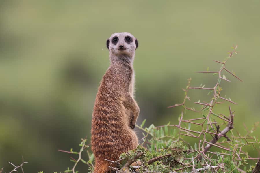 Full-Day Addo Park & Schotia Game Reserve (Open 4x4 vehicle) - Who will get the most from this safari