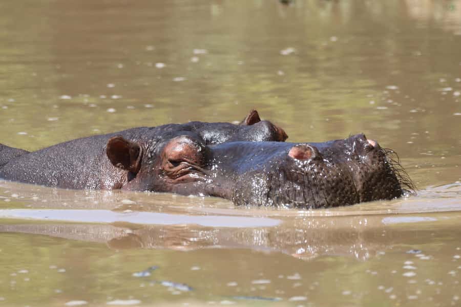 Full-Day Addo Park & Schotia Game Reserve (Open 4x4 vehicle) - The 08:00 to 08:30 pickup from Port Elizabeth or Addo