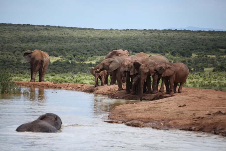 Full-Day All Inclusive Safari with Traditional Braai Lunch - Key points at a glance