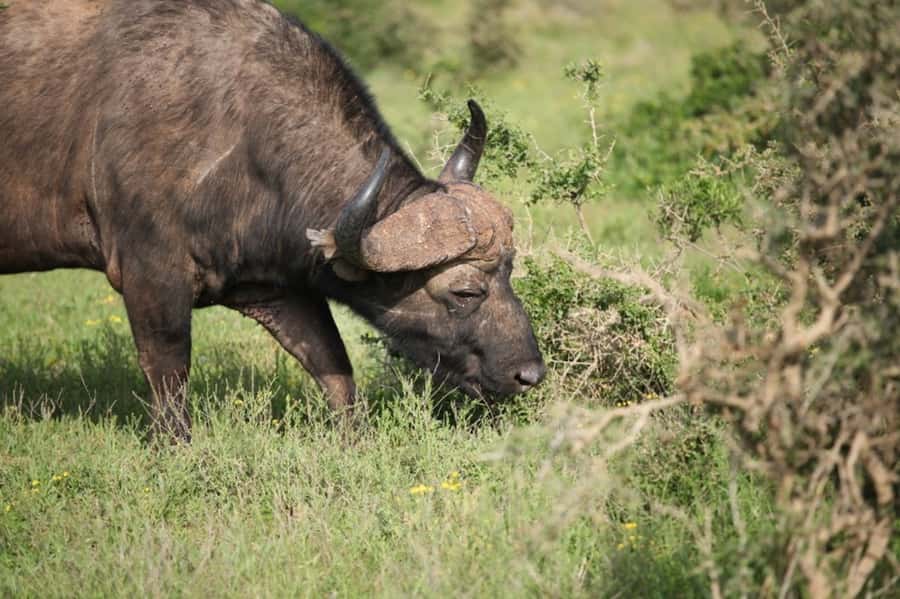 Full-Day All Inclusive Safari with Traditional Braai Lunch - Who should book this Addo safari?