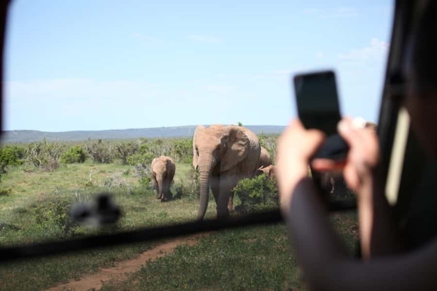Full-Day All Inclusive Safari with Traditional Braai Lunch - The morning drive: zebra, antelope, and the first lion search