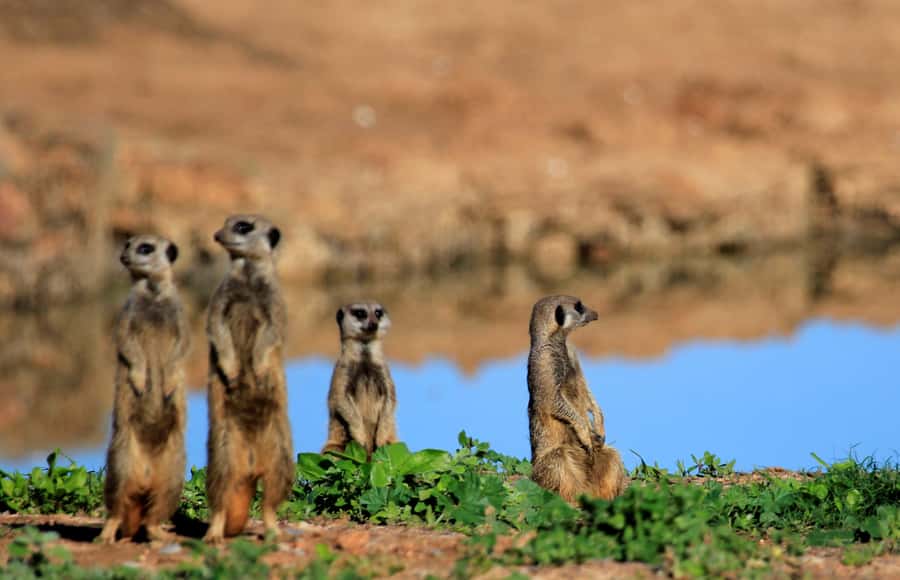 Full-Day All Inclusive Safari with Traditional Braai Lunch - The 10:30 tea stop and waterhole watching