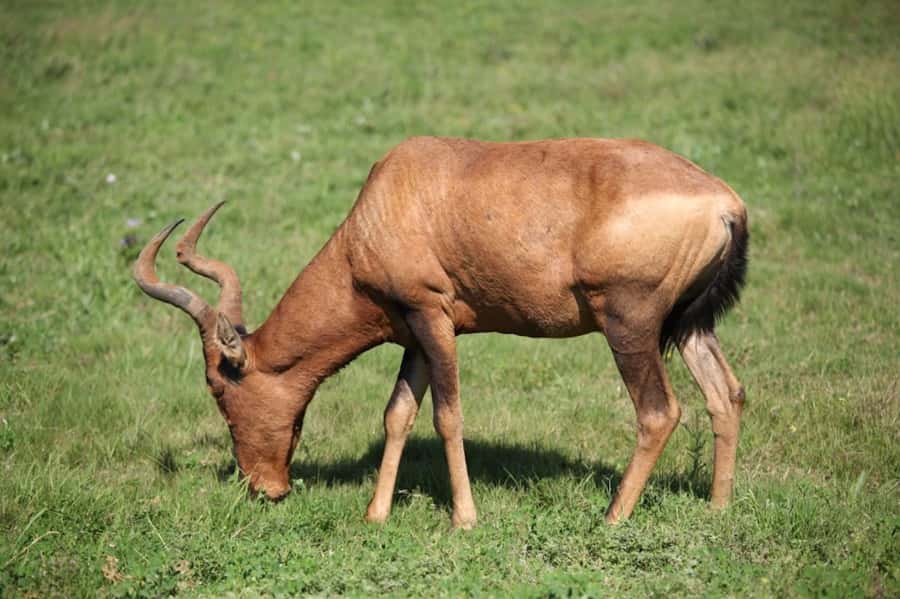 Full-Day All Inclusive Safari with Traditional Braai Lunch - A South African braai inside Addo