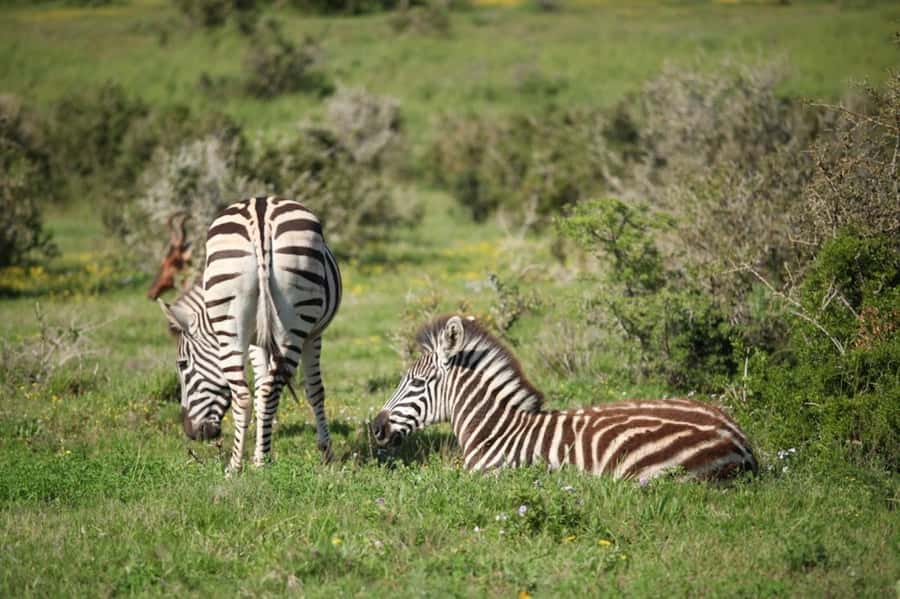 Full-Day All Inclusive Safari with Traditional Braai Lunch - Is $186 good value?