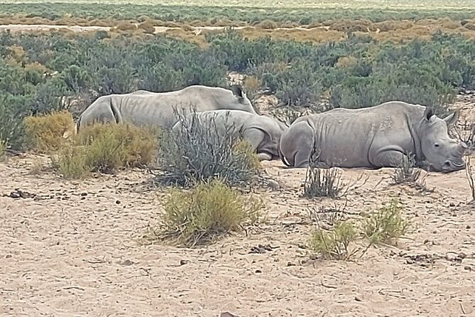 Full day Aquila Game Reserve Big 5 Safari with Wine Tasting Tour - Key points to know before you book