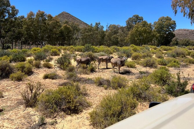 Full day Aquila Game Reserve Big 5 Safari with Wine Tasting Tour - Fairview turns the afternoon toward wine