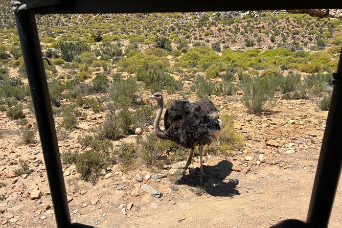 Full day Aquila Game Reserve Big 5 Safari with Wine Tasting Tour - Who will enjoy this Cape Town day trip?