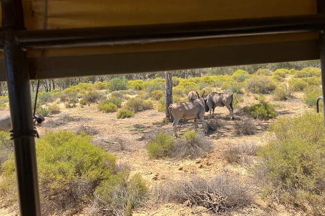 Full day Aquila Game Reserve Big 5 Safari with Wine Tasting Tour - Leaving Cape Town at 8:30 am