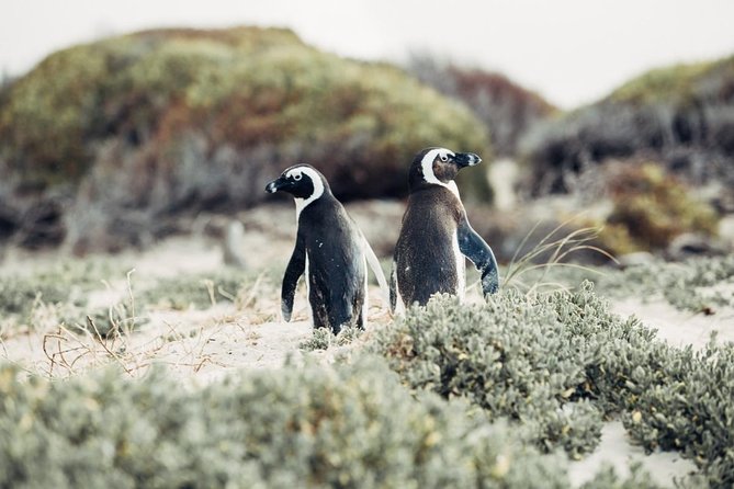 Full-Day Best of the Cape, Peninsula, Cape Point and Stellenbosch Tour - Why this tour works for a short Cape Town stay
