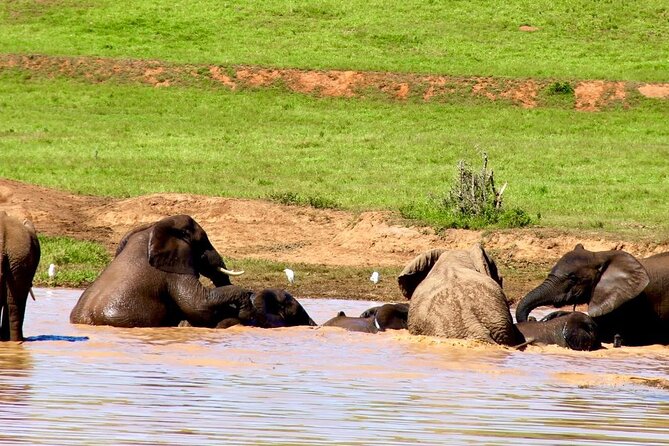 Full day big 5 addo Safari - Key points to know before booking