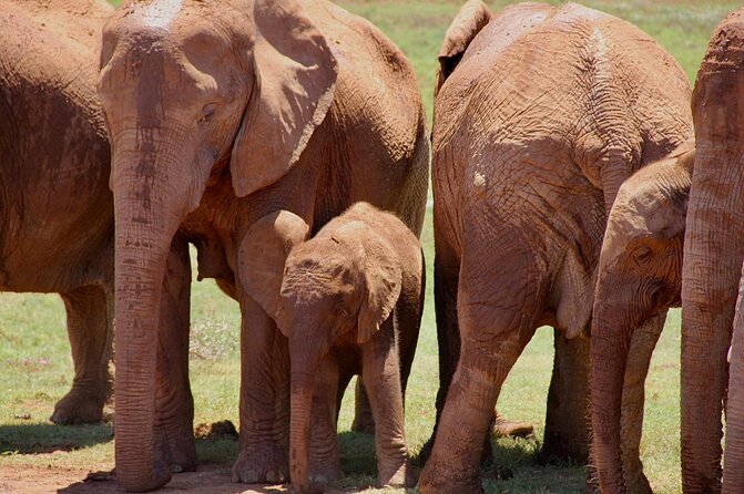Full day big 5 addo Safari - Small-group travel, with a maximum of 20