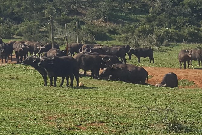 Full day big 5 addo Safari - Food, drinks, and the possible lunch upgrade
