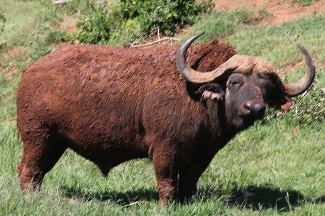Full day big 5 addo Safari - Who should book this Addo safari?