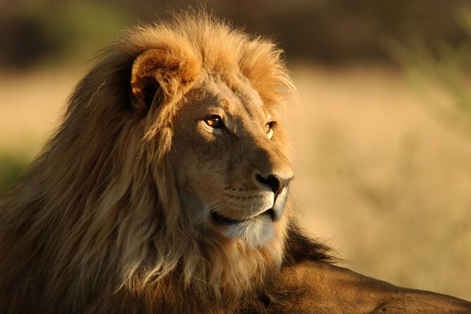Full Day Big 5 Aquila Safari Private Transfers Including Park Fee From Cape Town - Key points to know before you book