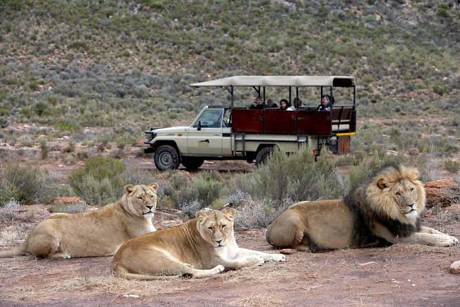 Full Day Big 5 Aquila Safari Private Transfers Including Park Fee From Cape Town - The 2 to 3-hour shared game drive