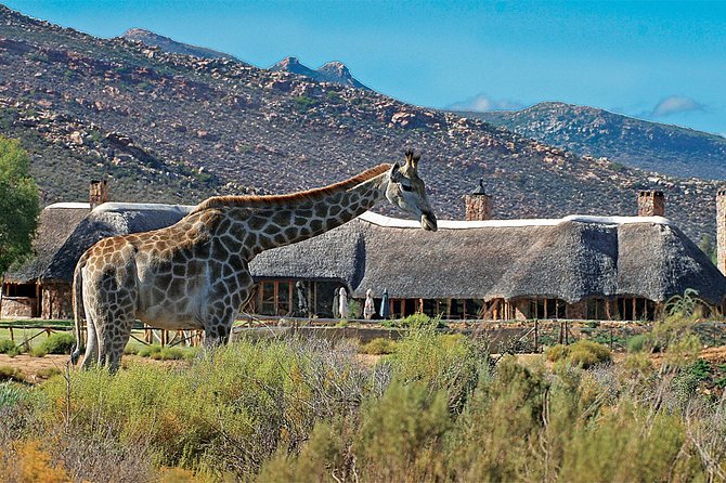 Full Day Big 5 Aquila Safari Private Transfers Including Park Fee From Cape Town - Buffet lunch, terrace time, and a slower afternoon