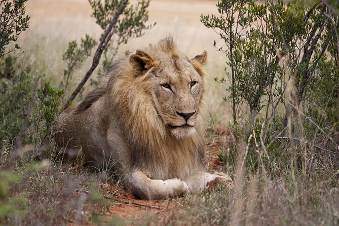 Full Day Big 5 Aquila Safari Private Transfers Including Park Fee From Cape Town - The 6:30 am pickup and the road to Aquila