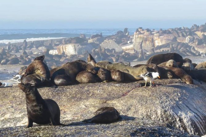 FULL Day Cape of Good Hope and Boulders Penguin Colony - Hout Bay gives you a choice, not a guaranteed boat ride