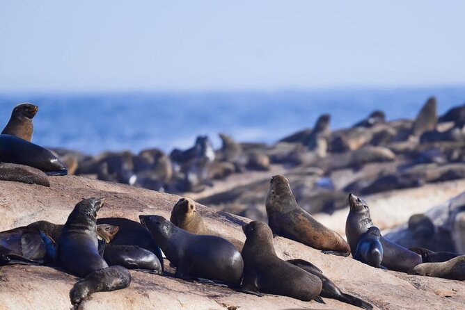 FULL Day Cape of Good Hope and Boulders Penguin Colony - Cape Point Nature Reserve deserves the most time