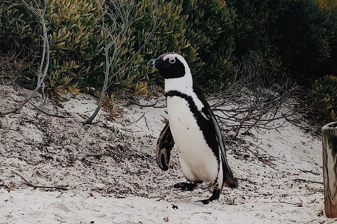Full Day Cape of Good Hope-Cape Point Group Tour from Cape Town - Meeting African penguins at Boulders Beach
