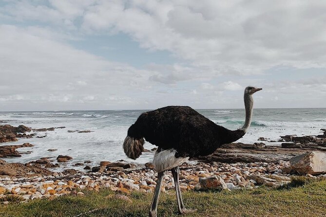 Full Day Cape of Good Hope-Cape Point Group Tour from Cape Town - Camps Bay and Maiden’s Cove in 15 minutes