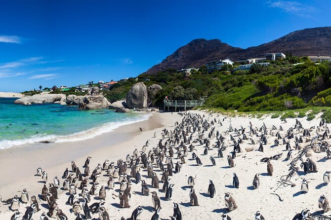 Full Day Cape Peninsula Tour - Simon’s Town offers penguins, naval history, and lunch