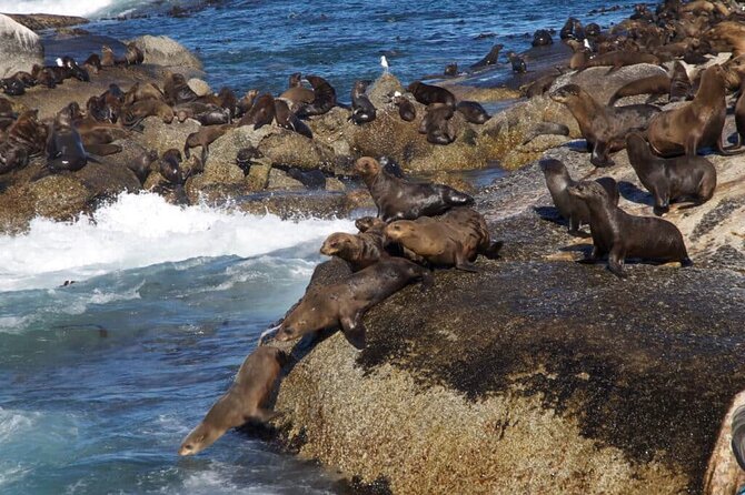 Full Day Cape Peninsula Tour - The False Bay return route is more than a drive back