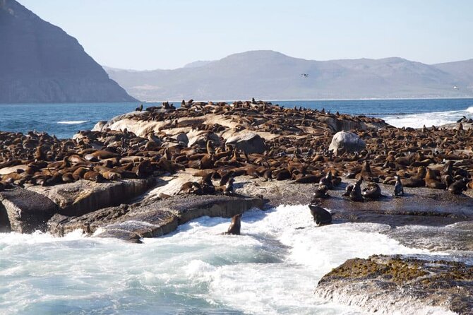 Full Day Cape Peninsula Tour - What the guides add to the experience