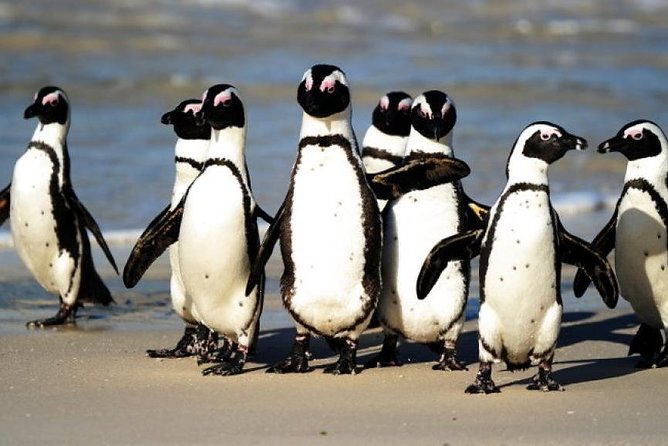 Full Day Cape Peninsula Tour in Private Car - Why a private Cape Peninsula day makes sense