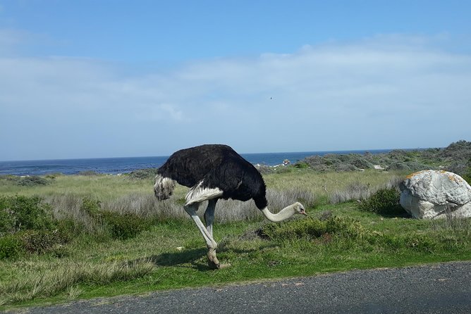Full Day Cape Peninsula Tour in Private Car - Hout Bay adds boats, seals, and market time