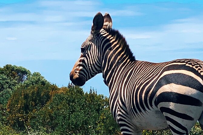 Full Day Cape Peninsula Tour in Private Car - Chapman’s Peak is the drive you should not sleep through