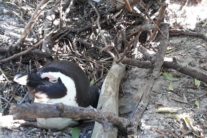 Full Day Cape Peninsula Tour in Private Car - Boulders Beach is the wildlife highlight