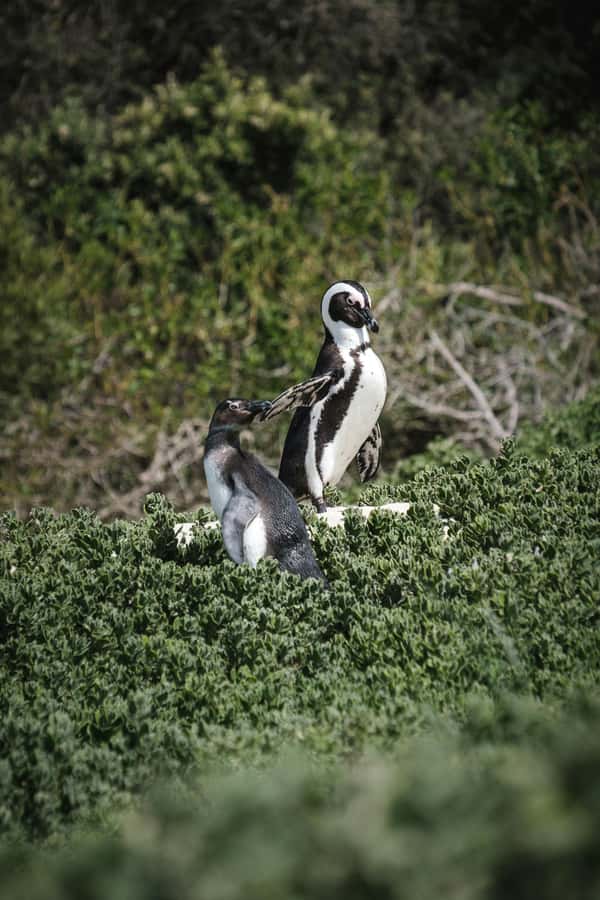 Full day Cape Penisula Tour: Chapman's Peak - Cape Point - Chapman’s Peak turns the drive into an attraction