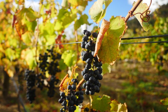 Full-Day Constantia Wine Tour from Cape Town - Lunch is more than a quick winery stop