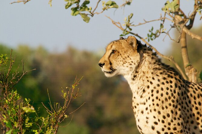 Full Day Exquisite Pilanesberg Safari from Johannesburg - The return drive and the real length of the day