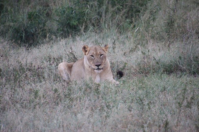 Full-Day Family Hluhluwe iMfolozi Park Safari Experience - What you can expect inside the wilderness area