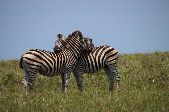Full-Day Family Hluhluwe iMfolozi Park Safari Experience - Who will enjoy this safari most?