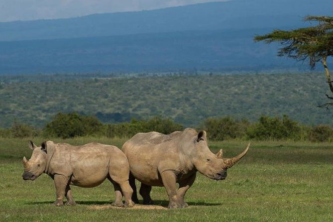 Full day - Hluhluwe Imfolozi Game Reserve 1 Day Tour From Durban - Why Hluhluwe-Imfolozi works as a one-day safari