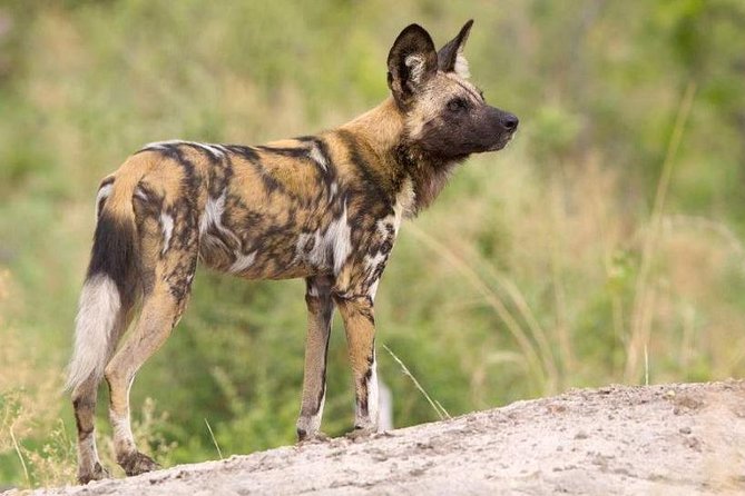 Full day - Hluhluwe Imfolozi Game Reserve 1 Day Tour From Durban - The noon lunch stop and afternoon drive